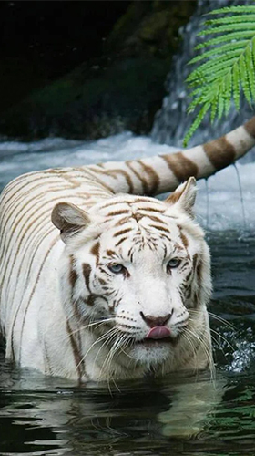 Download livewallpaper White tiger by Revenge Solution for Android.