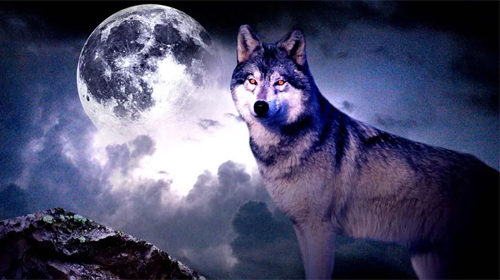 Download livewallpaper Wolf 3D for Android.