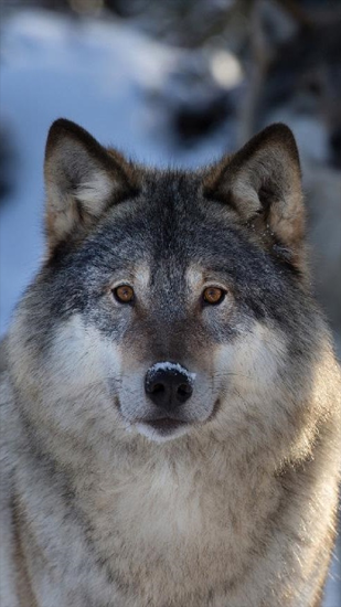 Download Wolves free Animals livewallpaper for Android phone and tablet.