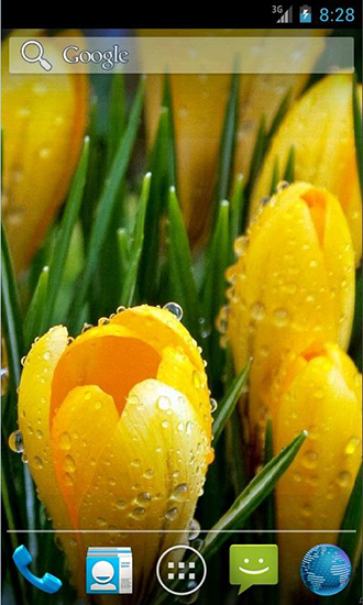 Download livewallpaper Amazing spring flowers for Android.