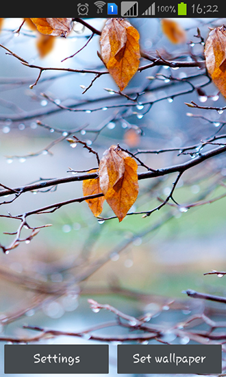 Download livewallpaper Autumn raindrops for Android.