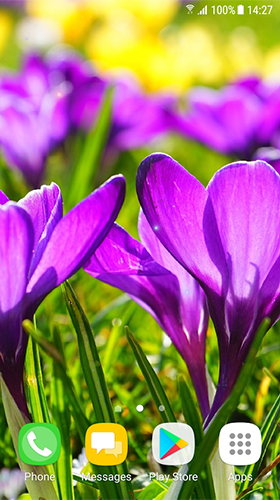 Beautiful spring flowers apk - free download.
