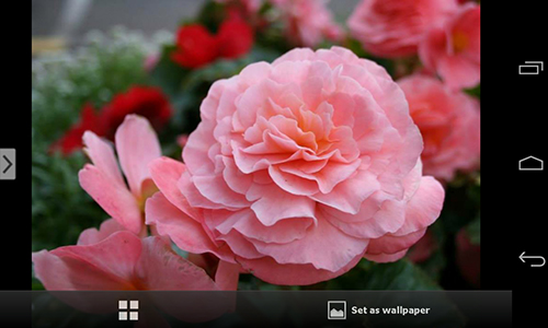 Download livewallpaper Beautiful flowers for Android.