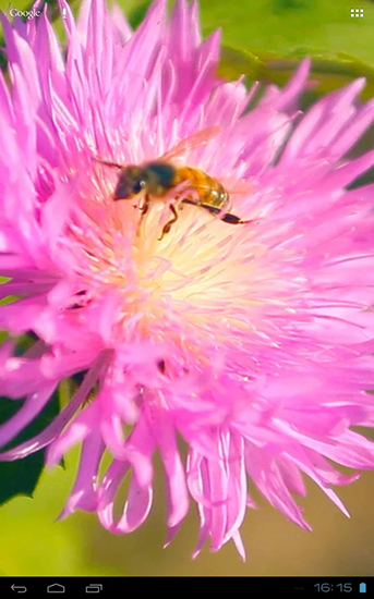 Download livewallpaper Bee on a clover flower 3D for Android.