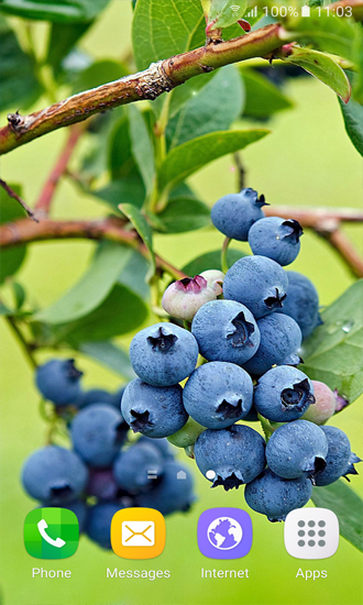 Download livewallpaper Berries for Android.