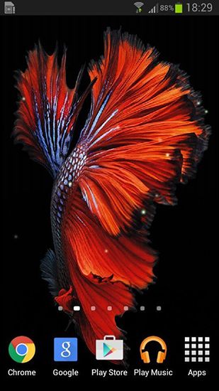 Download livewallpaper Betta fish for Android.