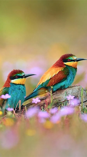Birds by Pro Live Wallpapers apk - free download.
