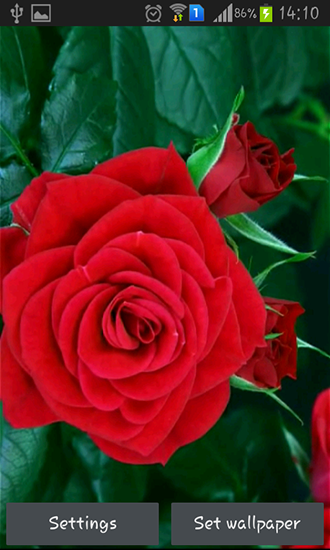 Download Blooming red rose free livewallpaper for Android 4.1.2 phone and tablet.