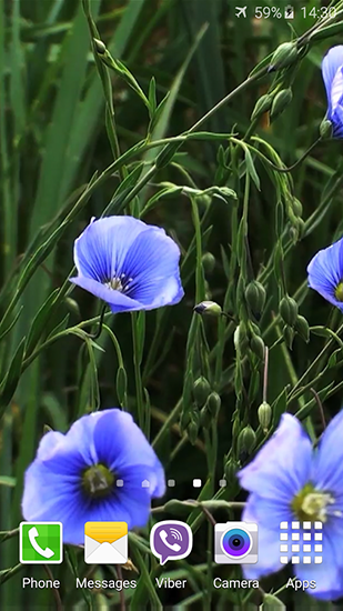 Download livewallpaper Blue flowers by Jacal video live wallpapers for Android.
