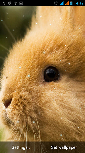 Bunny by Live Wallpapers Gallery apk - free download.