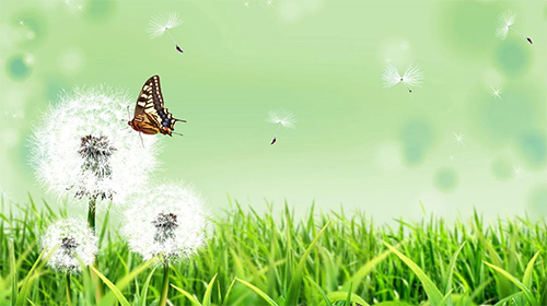 Butterfly by Amazing Live Wallpaperss apk - free download.