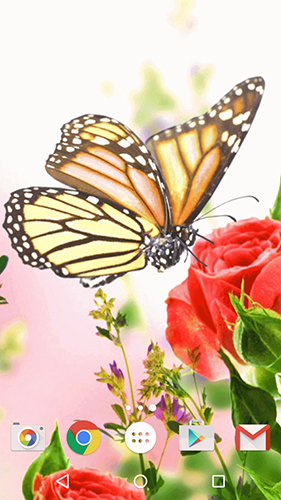 Download livewallpaper Butterfly by Fun Live Wallpapers for Android.