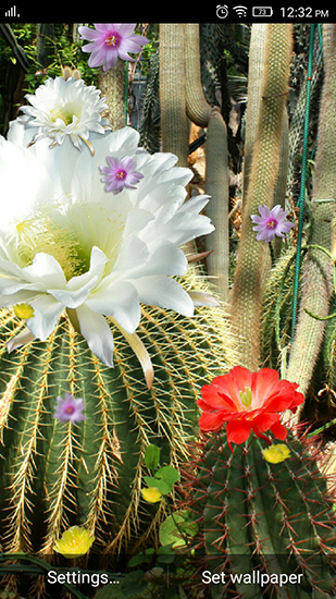 Download livewallpaper Cactus flowers for Android.