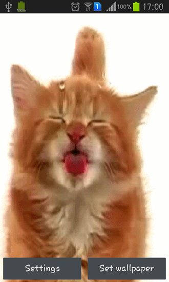 Download livewallpaper Cat licking screen for Android.