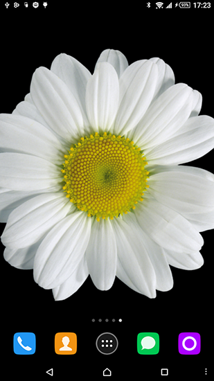 Download livewallpaper Chamomile for Android.