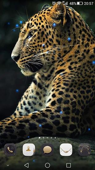 Download livewallpaper Cheetah for Android.