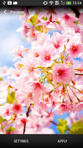 Download livewallpaper Cherry blossom for Android.