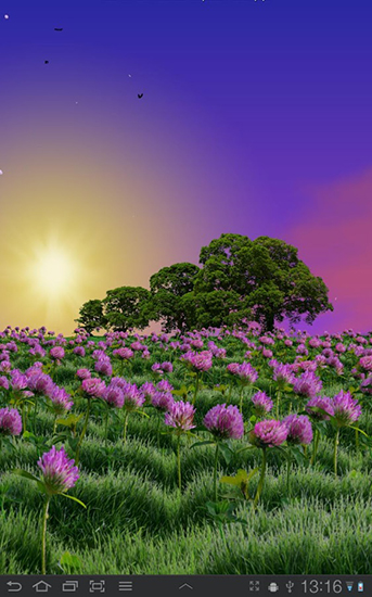 Download livewallpaper Clover field for Android.