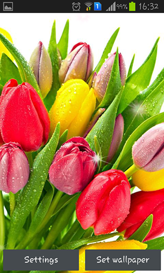 Download livewallpaper Colorful tulips for Android.
