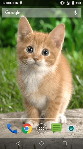 Cute cat by Psii apk - free download.