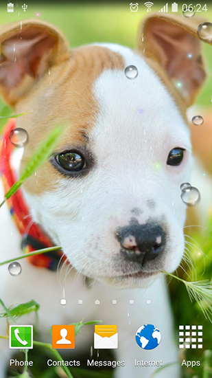 Download Cute animals free livewallpaper for Android 4.2.1 phone and tablet.