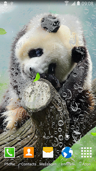 Download Cute panda free livewallpaper for Android 4.2.2 phone and tablet.
