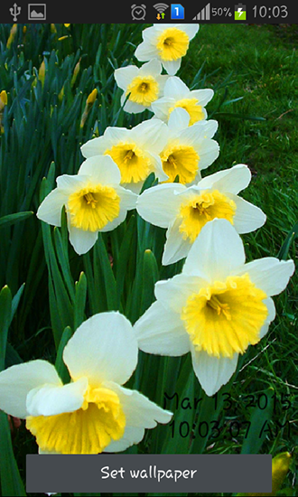 Download Daffodils free livewallpaper for Android A.n.d.r.o.i.d. .5...0. .a.n.d. .m.o.r.e phone and tablet.