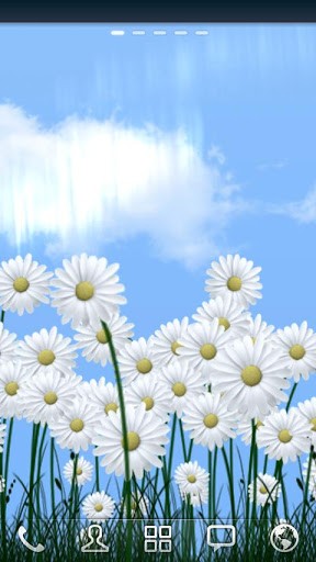 Download livewallpaper Daisies for Android.