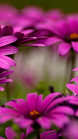 Download livewallpaper Delicate beauty. Flower for Android.