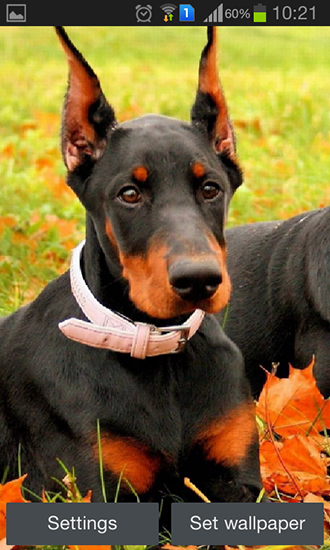 Download Doberman free livewallpaper for Android 4.4.4 phone and tablet.