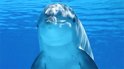 Dolphins 3D by Mosoyo apk - free download.
