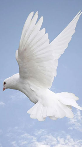 Download livewallpaper Dove for Android.