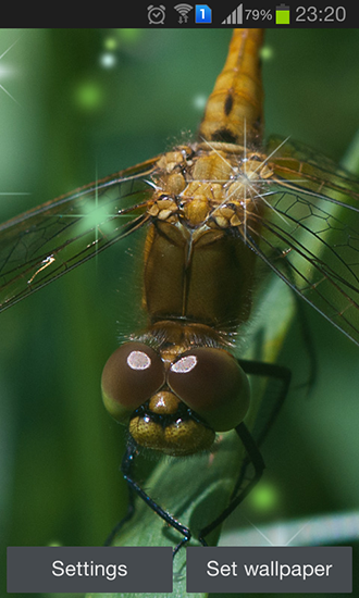 Download Dragonfly free livewallpaper for Android 4.4.2 phone and tablet.