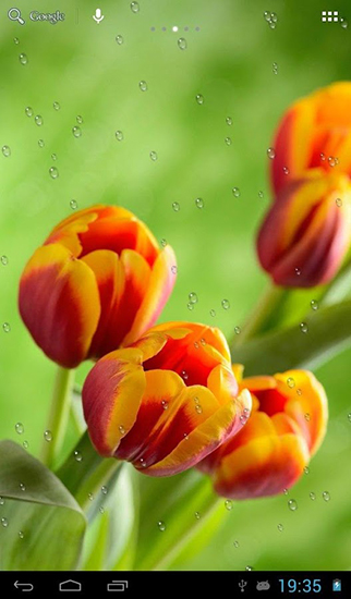 Download Drops on tulips free livewallpaper for Android 4.0.1 phone and tablet.