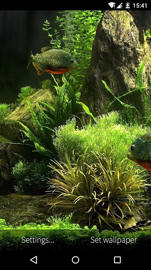 Download livewallpaper Fish aquarium 3D for Android.