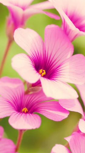 Flowers by Ultimate Live Wallpapers PRO apk - free download.