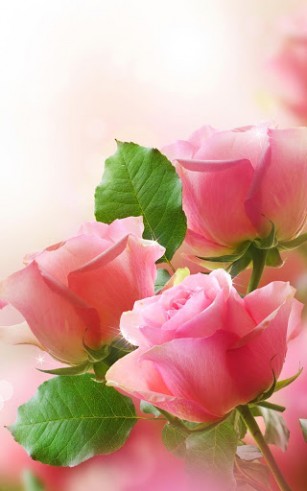 Download livewallpaper Flowers for Android.