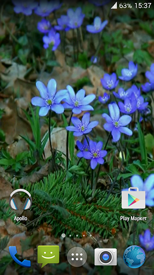 Download livewallpaper Forest flowers for Android.