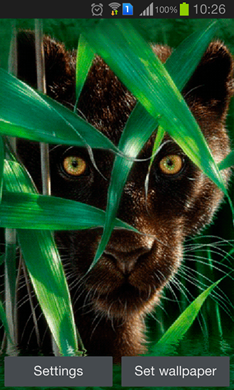 Download Forest panther free livewallpaper for Android 4.4.2 phone and tablet.