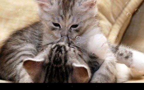 Download livewallpaper Funny cats for Android.