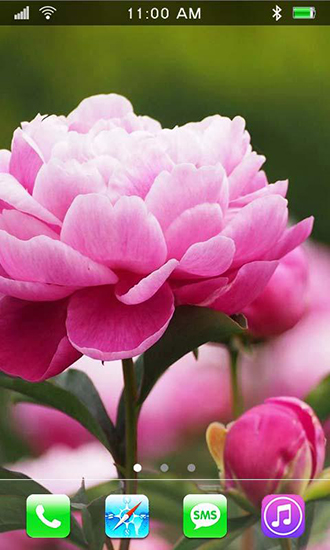 Download livewallpaper Garden peonies for Android.