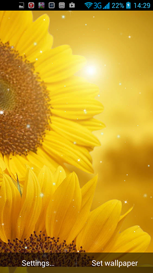 Download livewallpaper Golden sunflower for Android.