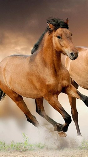 Horse by Happy live wallpapers apk - free download.