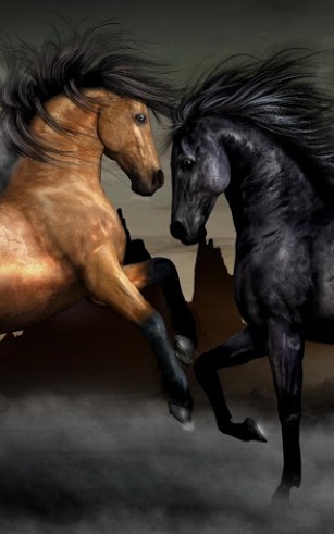 Download livewallpaper Horses for Android.