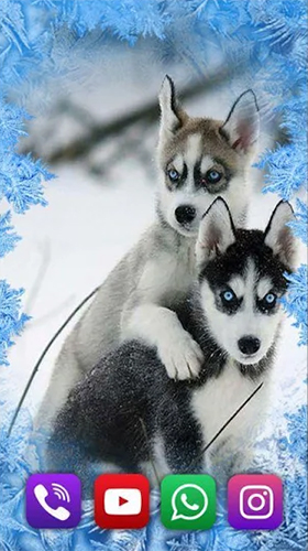 Husky by SweetMood apk - free download.