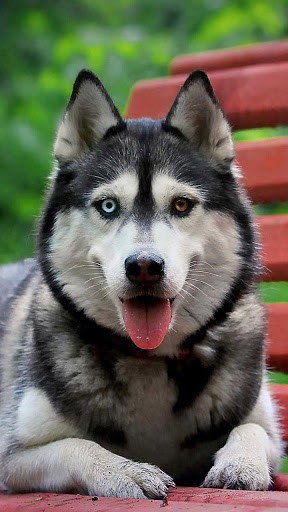 Download Husky free Animals livewallpaper for Android phone and tablet.