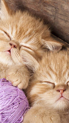 Kittens by Wallpaper qHD apk - free download.