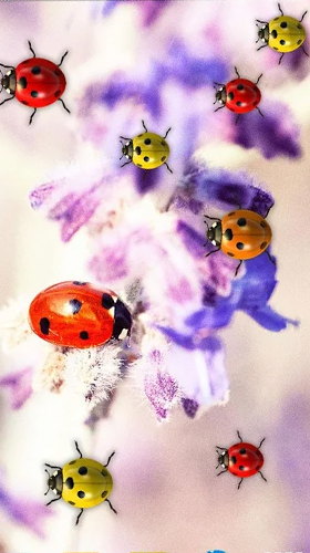 Ladybugs by 3D HD Moving Live Wallpapers Magic Touch Clocks apk - free download.