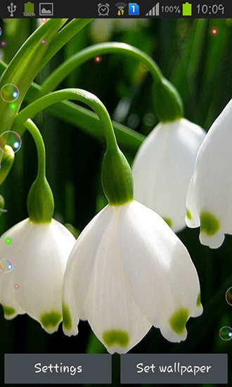 Download Lily of valley forest free livewallpaper for Android A.n.d.r.o.i.d. .5...0. .a.n.d. .m.o.r.e phone and tablet.