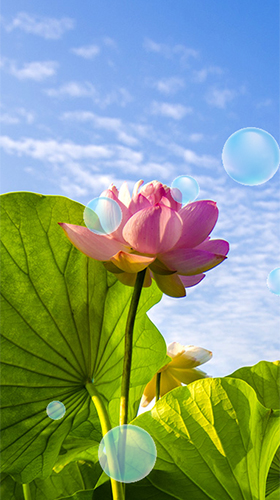 Lotus by Latest Live Wallpapers apk - free download.